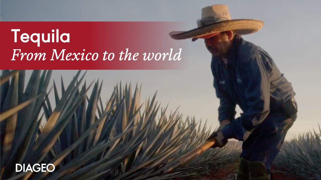 Tequila: from Mexico to the world